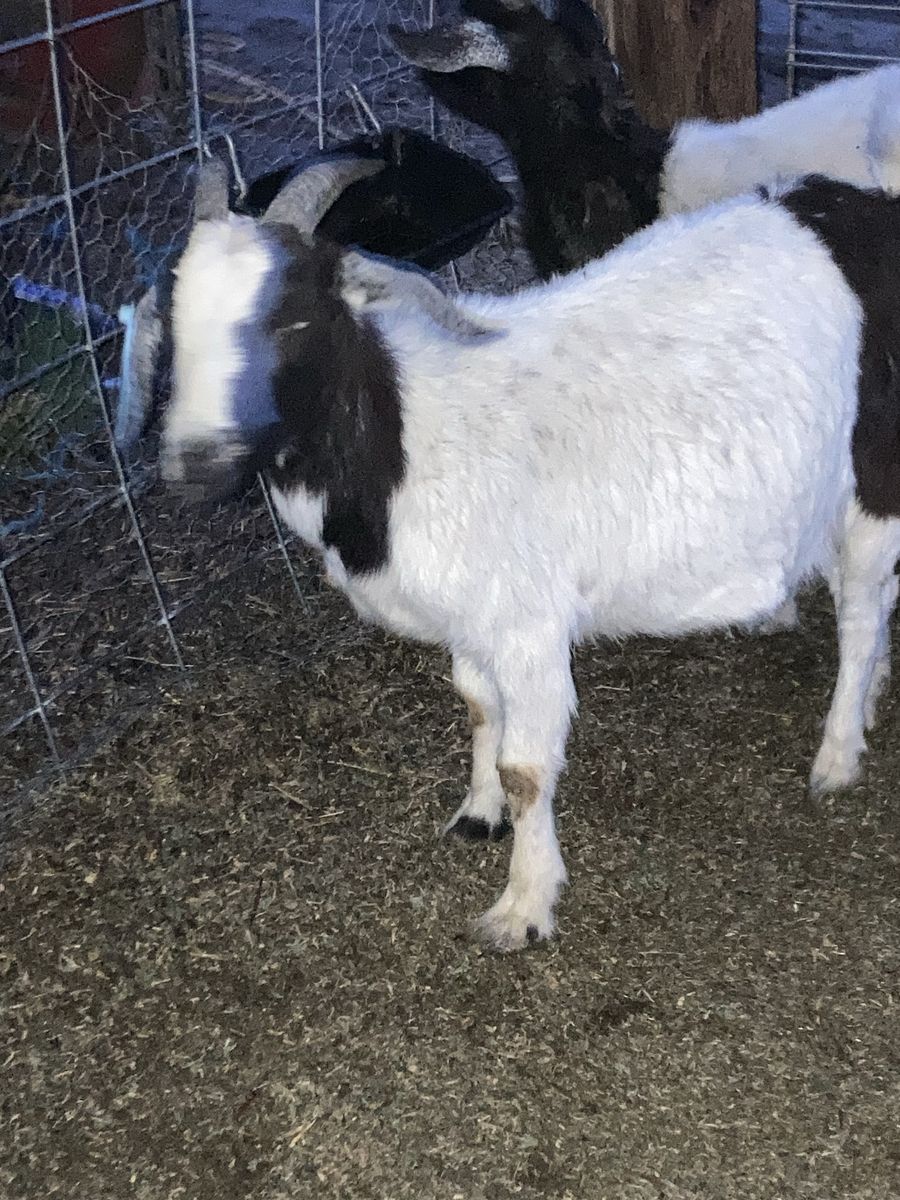 Boer Cross doe For Sale