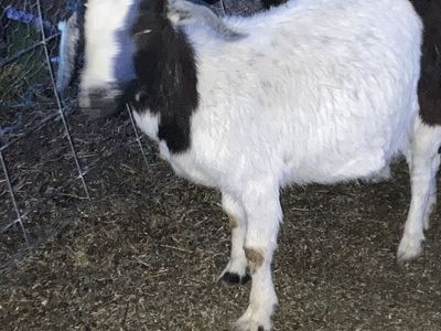 Boer Cross doe For Sale