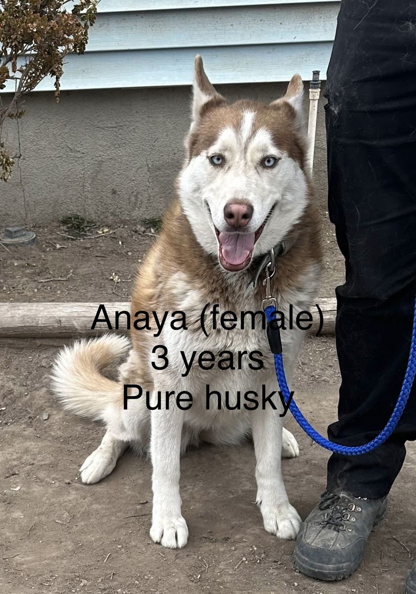 Need to find home for 3 year old husky