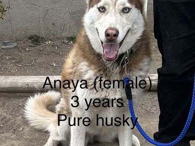 Need to find home for 3 year old husky