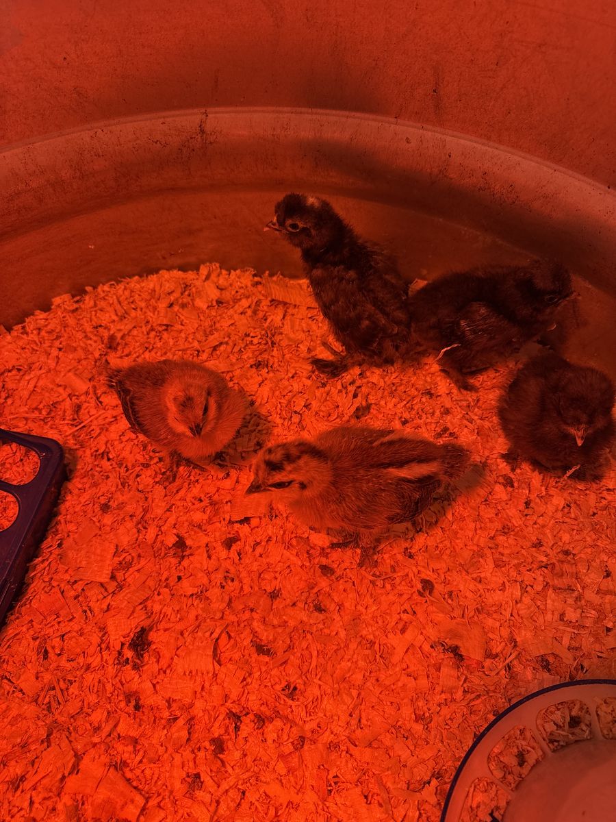 5, 3 week old straight run chicks