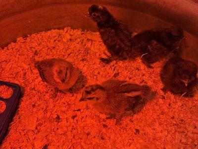 5, 3 week old straight run chicks