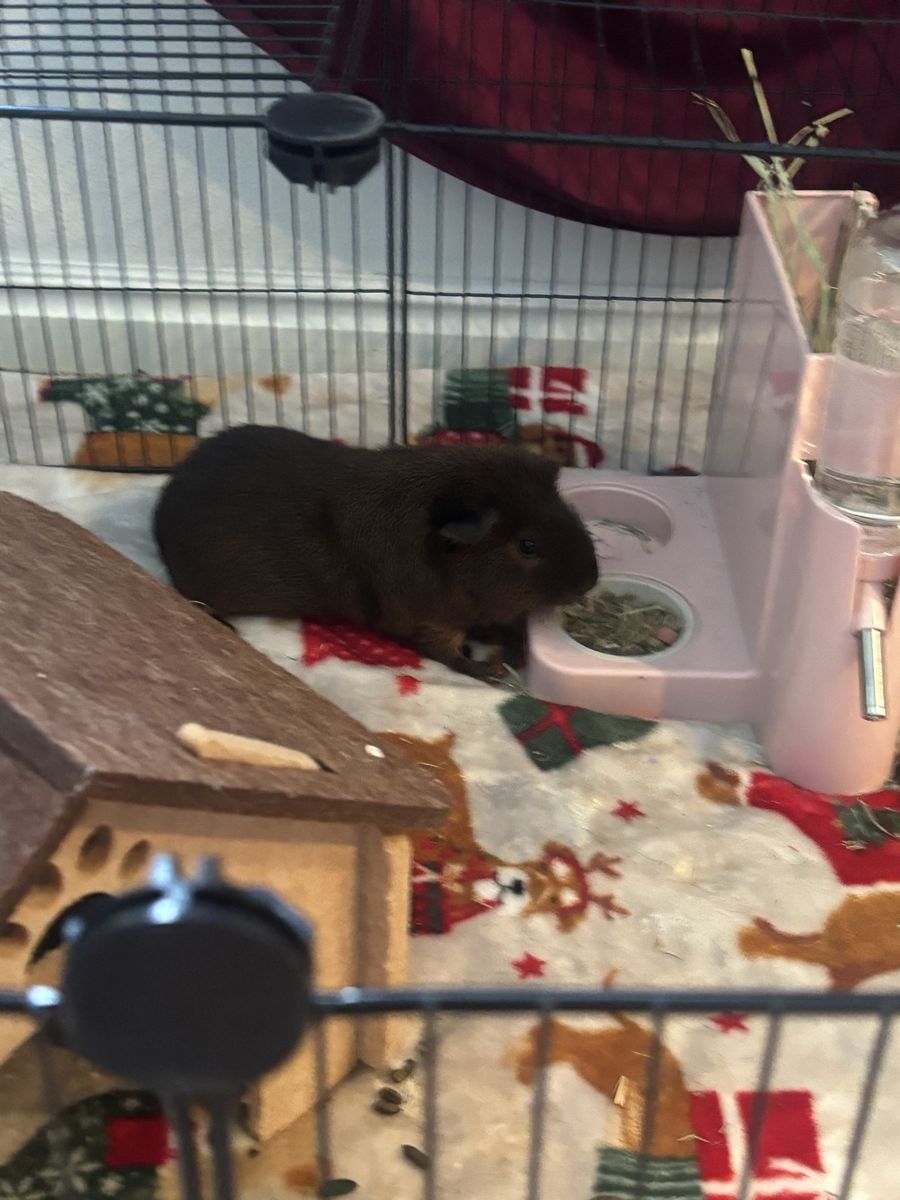 guinea pig