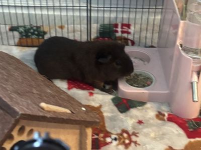 guinea pig