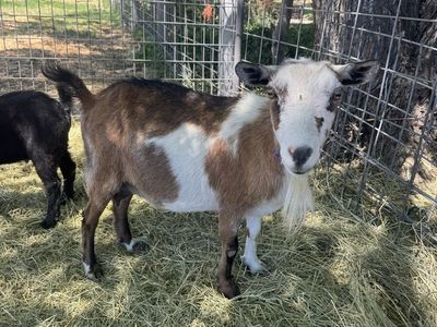 Pygmy Doe