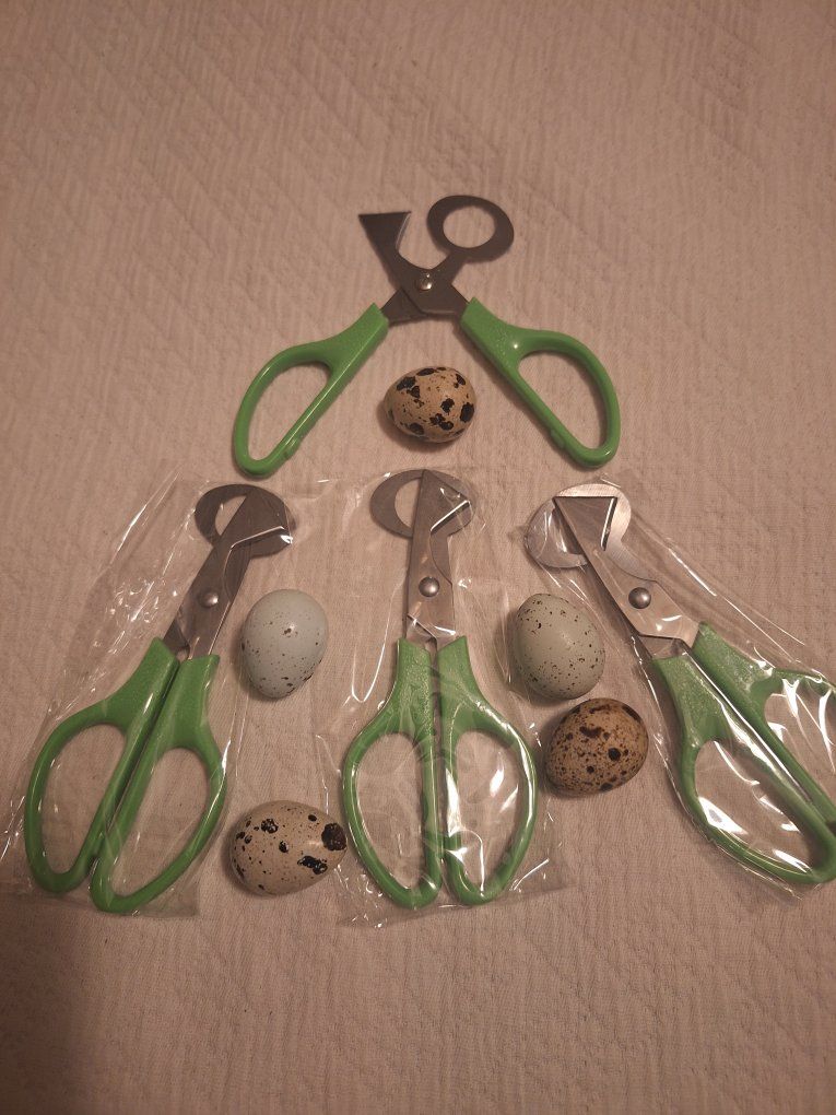 Quail eggs scissors