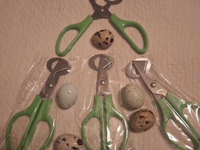 Quail eggs scissors