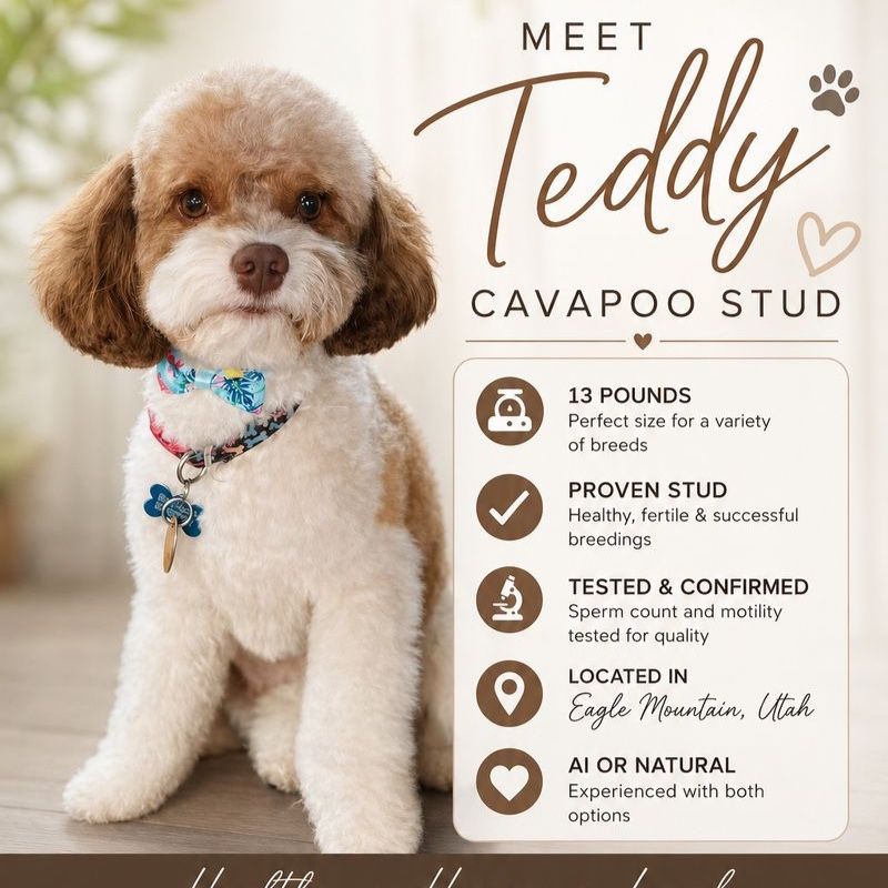 Stud service 13 lb cavapoo