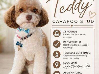 Stud service 13 lb cavapoo