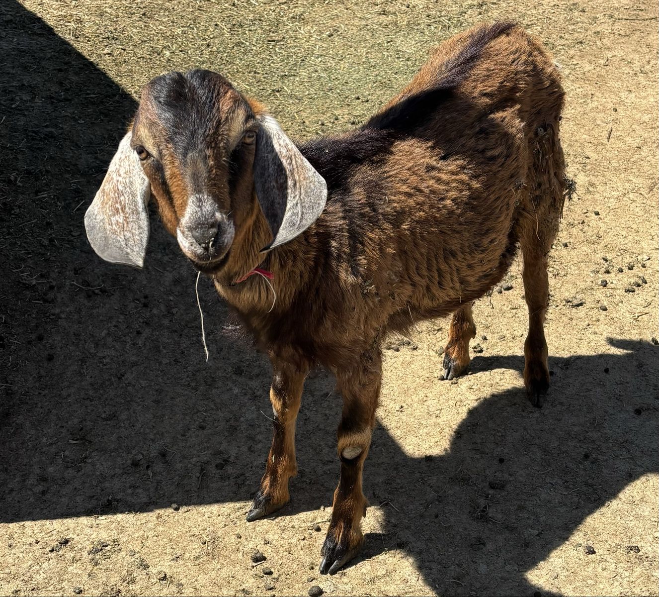 Purebred Mini Nubian Buck