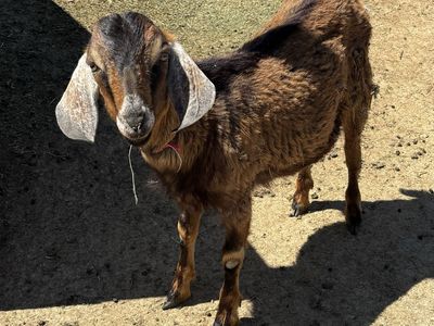 Purebred Mini Nubian Buck