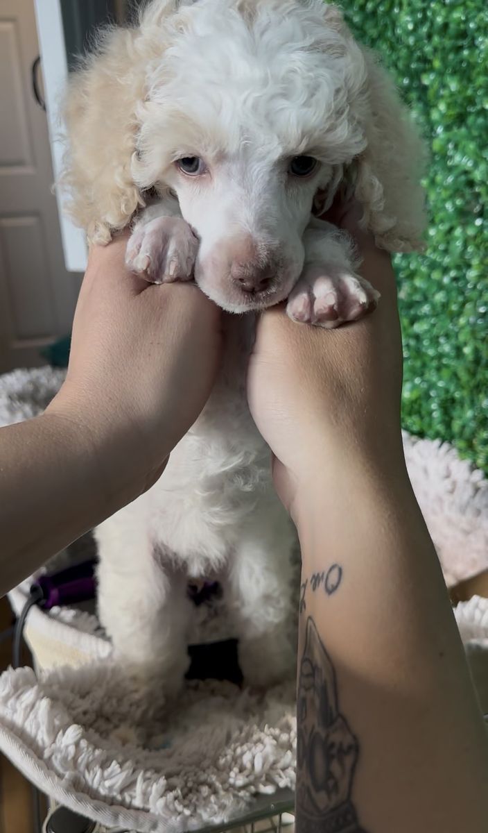 Standard Poodle Puppy Female 15 Weeks Old