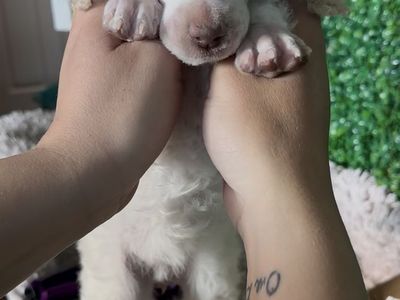 Standard Poodle Puppy Female 15 Weeks Old