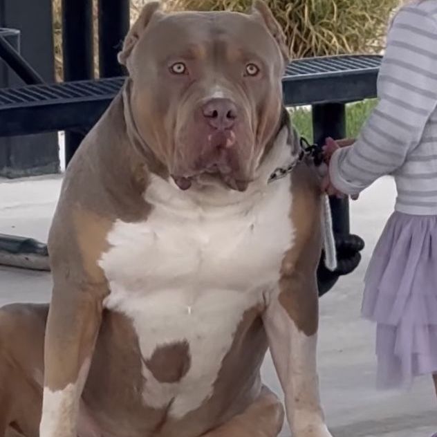 XL Bully Male 