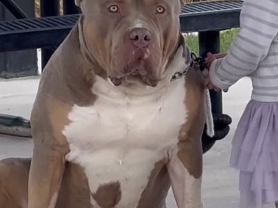 XL Bully Male