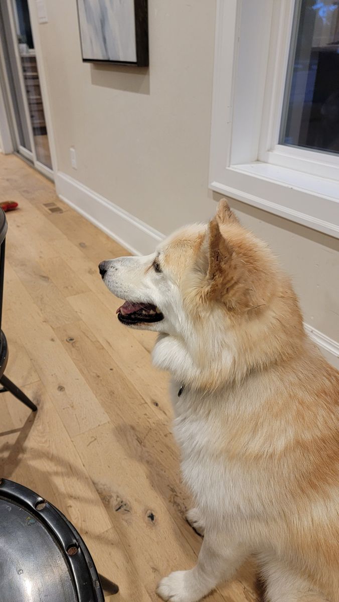 Meet Jade — Your New Best Friend!