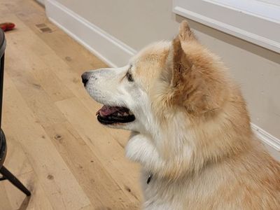 Meet Jade — Your New Best Friend!