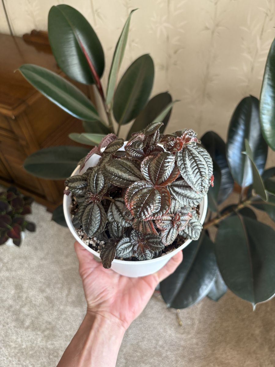 Pilea Norfolk Friendship Indoor Houseplant in 6” pot