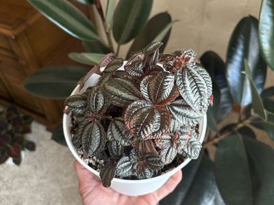 Pilea Norfolk Friendship Indoor Houseplant in 6” pot
