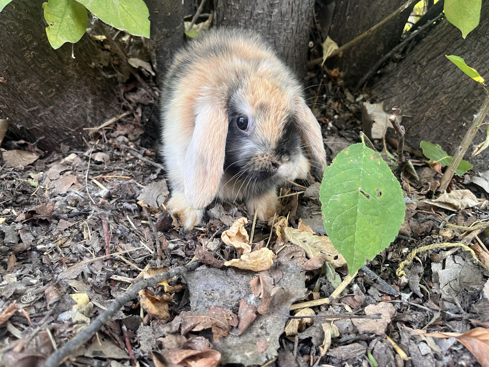 Pedigreed Holland Lop Doe - Delivery!