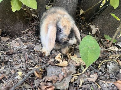 Pedigreed Holland Lop Doe - Delivery!