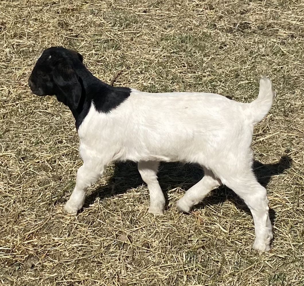 Boer/Boer Cross goats