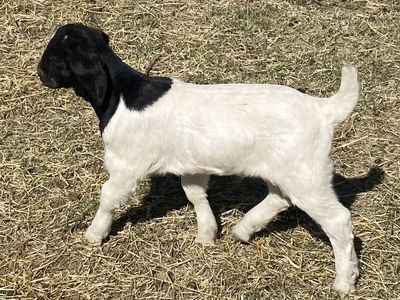 Boer/Boer Cross goats