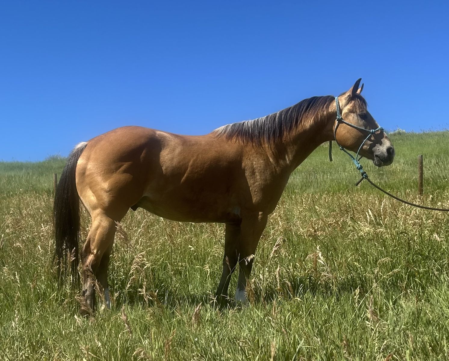 7 year old buckskin gelding