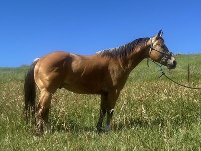 7 year old buckskin gelding