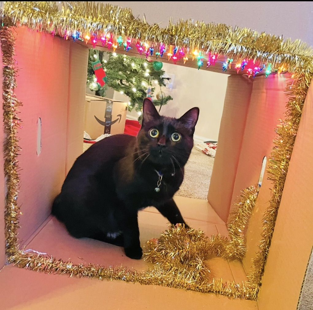 Lost Black Cat