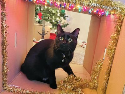 Lost Black Cat