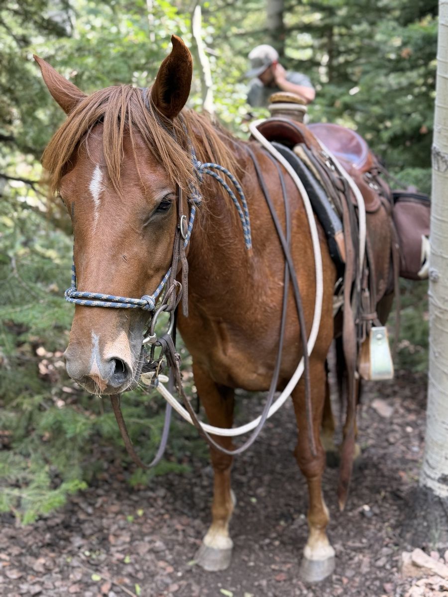 Grade mare 3 yr old - Trail horse