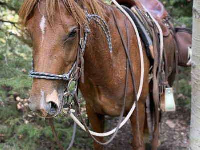 Grade mare 3 yr old - Trail horse
