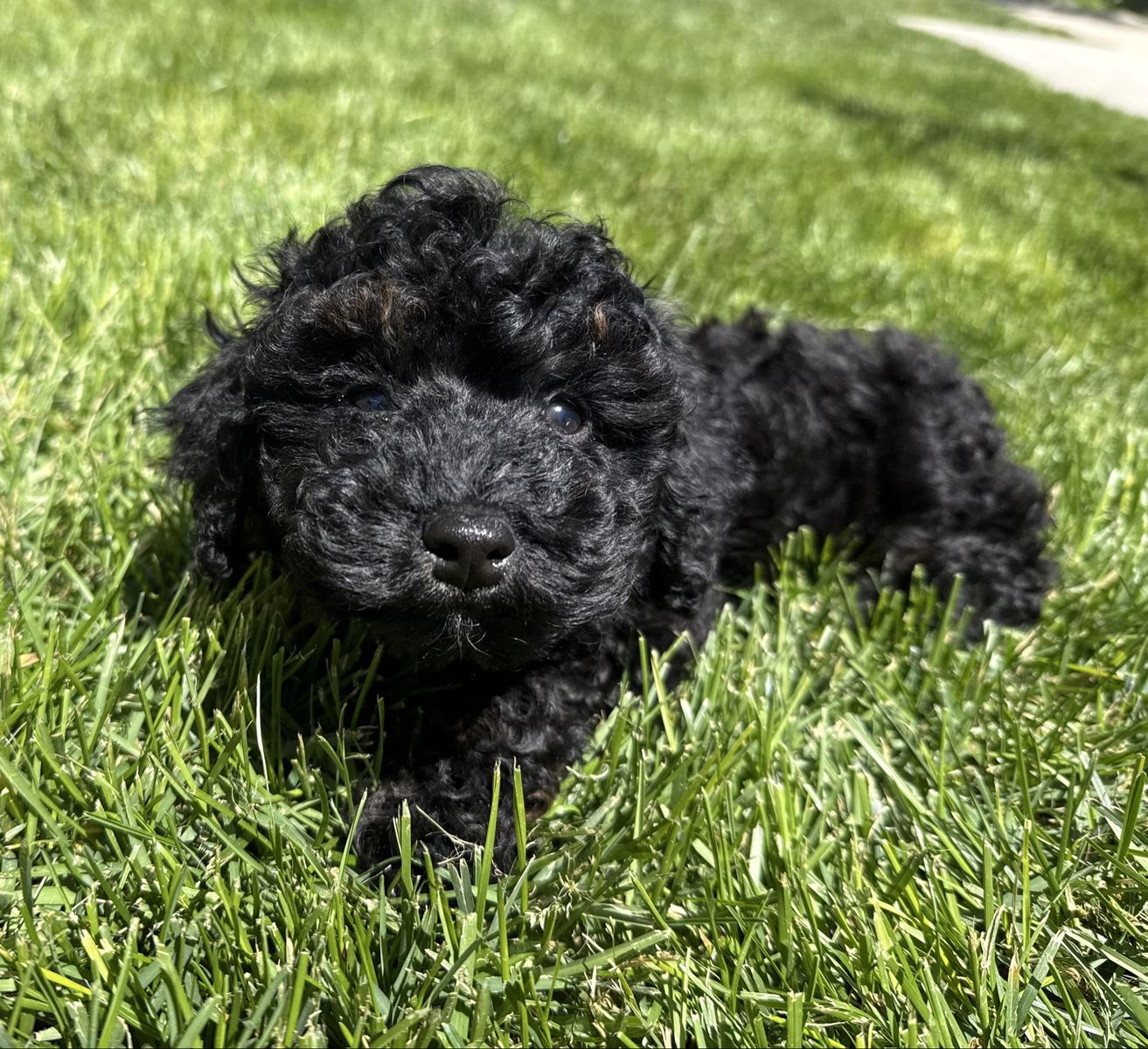 AKC - Adorable Black Poodle Puppy - Ready for a Loving Home! ** $700 FIRM **