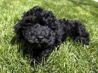 AKC - Adorable Black Poodle Puppy - Ready for a Loving Home! ** $700 FIRM **
