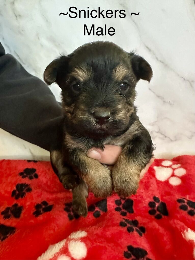 AKC Yorkie Pups Ready Feb 25th!