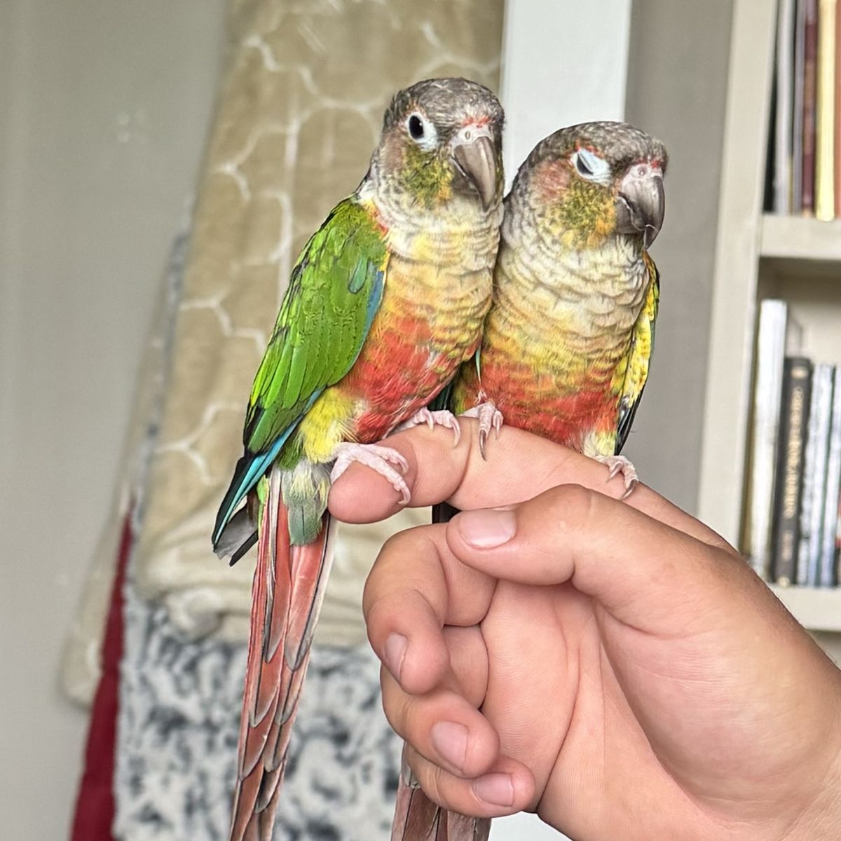 Green Cheek Conures