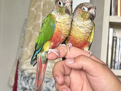 Green Cheek Conures