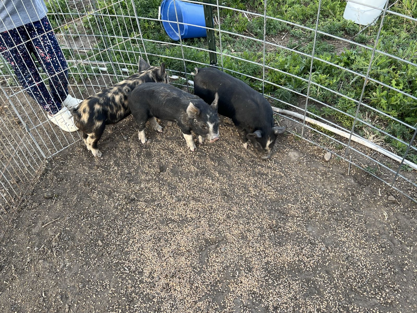 Idaho Pasture Piglets