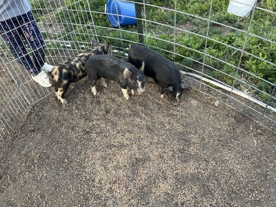 Idaho Pasture Piglets