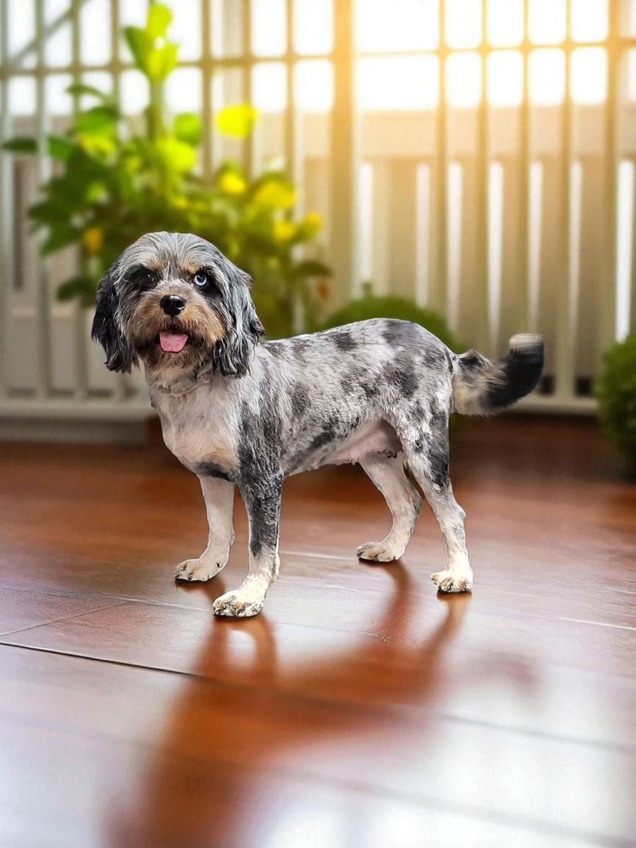 Adult Female Blue Merle Cavapoo (Cavalier Poodle)