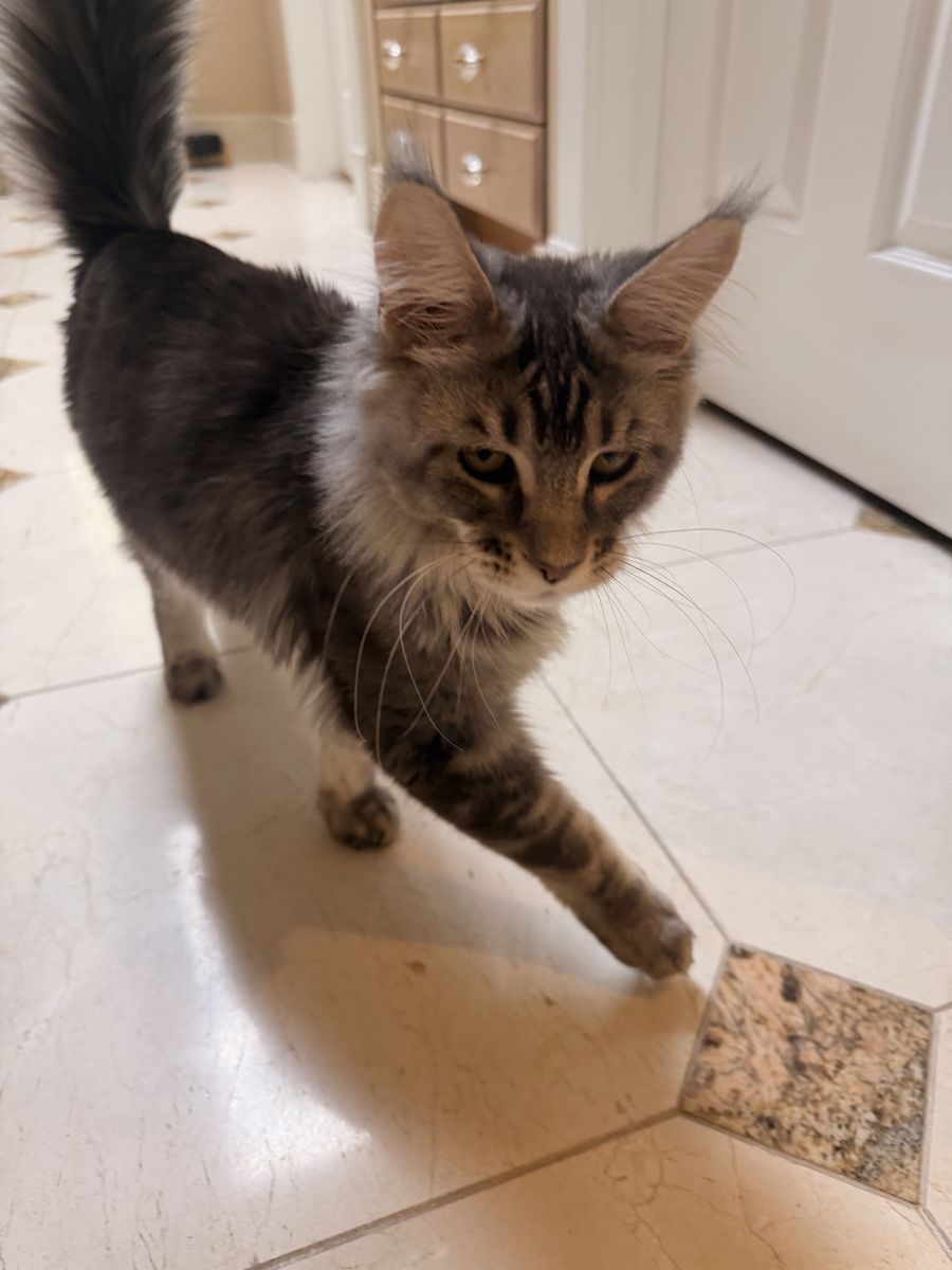 Maine coon