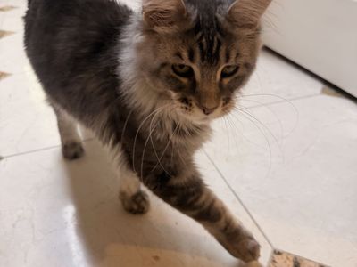 Maine coon