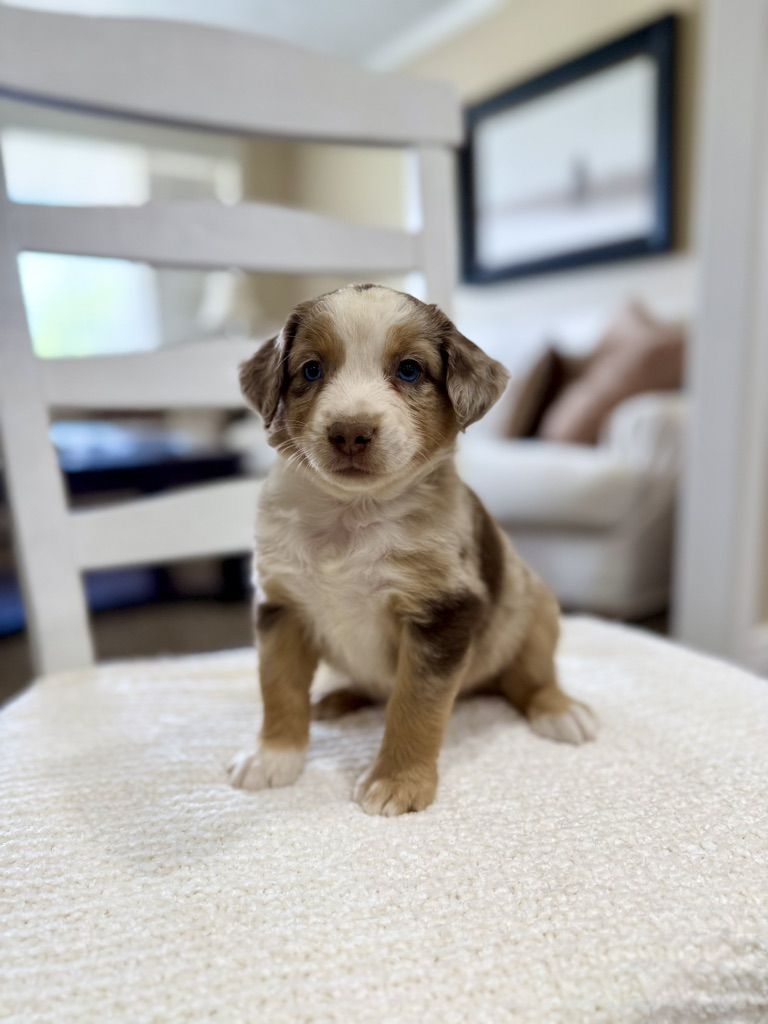ASDR Mini Australian Shepherd Aussie Puppies