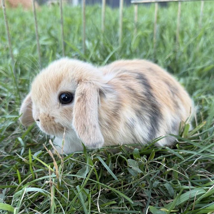 Holland Lop Buck 