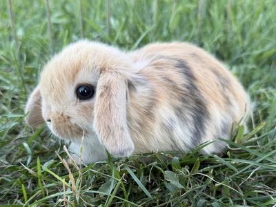 Holland Lop Buck