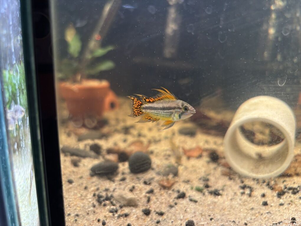 Apistogramma Double Red