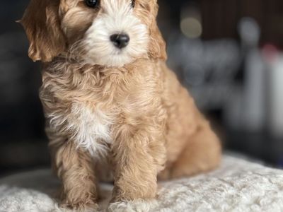 Stunning Mini Goldendoodle Pupoy!