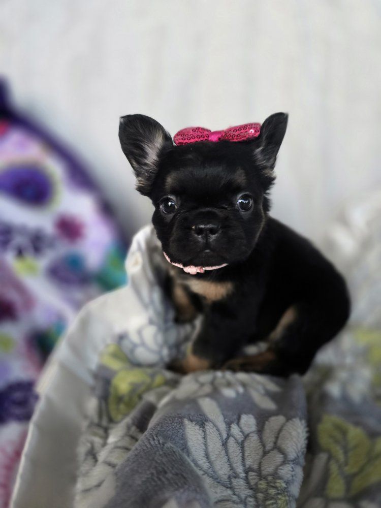 AKC Fluffy French Bulldogs