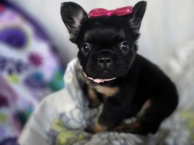 AKC Fluffy French Bulldogs